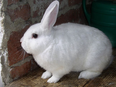 Ο κ. Χνούδος και τα παιδιά με καρκίνο