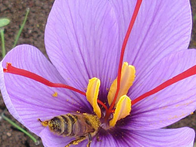 Βάλτε τον κρόκο Κοζάνης στην κουζίνα σας