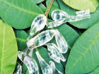 Οι θεραπευτικές ιδιότητες της μαστίχας