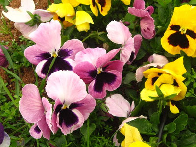 Κηπουρική τον χειμώνα