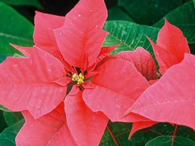 Βάλτε στο σπίτι σας το λουλούδι των Χριστουγέννων