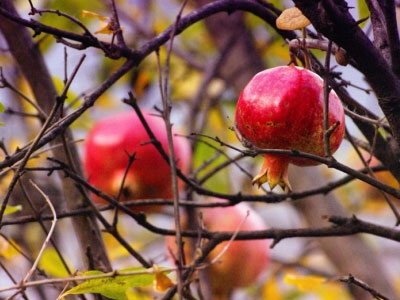 Ρόδι! Πολύτιμο για την ομορφιά