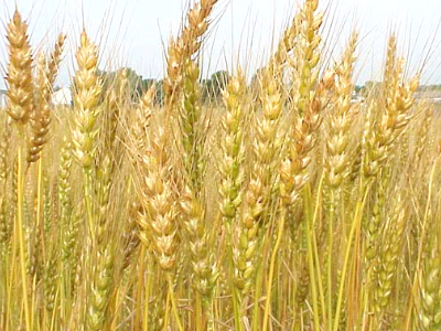 Σιτάρι εναντίον ρυτίδων