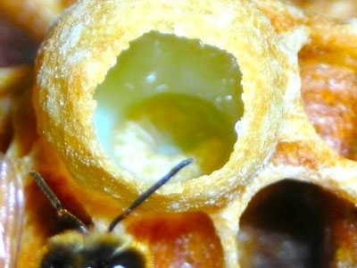 Το 2011 δοκιμάστε τον βασιλικό πολτό