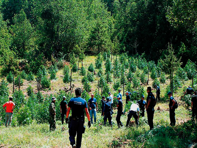 Ένταση στο Εφετείο για τον χασισοκαλλιεργητή
