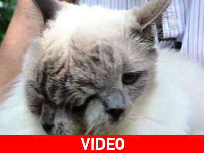 Γάτα με δύο πρόσωπα στο βιβλίο Γκίνες! Γάτα με δύο πρόσωπα στο βιβλίο Γκίνες!