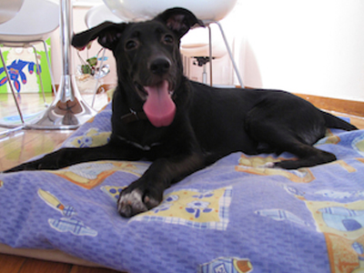 Η μικρή Μάγκυ ψάχνει σπίτι