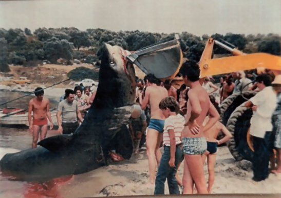 Λευκός καρχαρίας που αλιεύθηκε γύρω στο 1985 στο Παλιούρι Χαλκιδικής