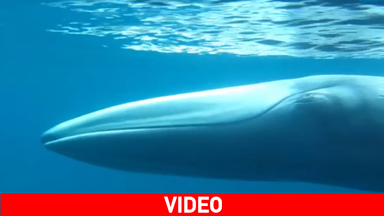 Οι επιστήμονες κατέγραψαν σε βίντεο τη φάλαινα Omura για πρώτη φορά