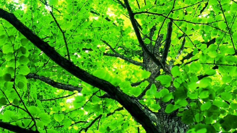 Η κλιματική αλλαγή επηρεάζει ήδη την ανάπτυξη των δέντρων