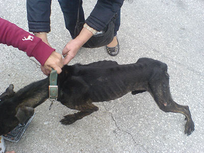 Καταγγελίες για αποτρόπαια εγκληματα κατά ζώων στα Χανιά