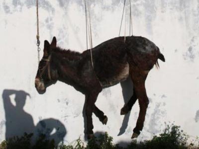 Νάξος: Ανεβάζουν τα γαϊδούρια στις ταράτσες επειδή το επιβάλλει το έθιμο!