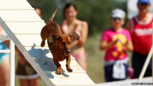 Στην παραλία διοργανώνονται παιχνίδια και διαγωνισμοί μόνο για τα τετράποδα!