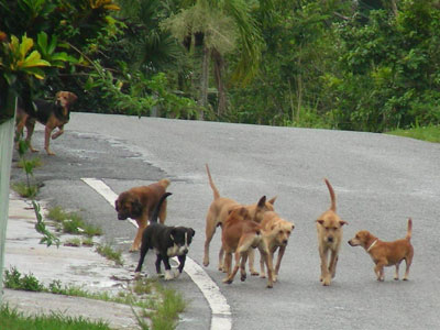 Δριμύ «κατηγορώ» των φιλόζωων κατά δημάρχου