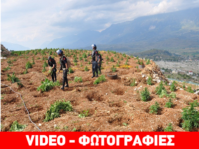 Πάνω από 10.000 δενδρύλλια κάνναβης καταστράφηκαν στο Λαζαράτι