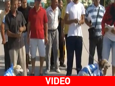 Αλβανία: Έντυσαν σκυλιά με την ελληνική σημαία και τα περιέφεραν