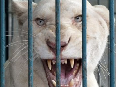 Ταϊλάνδη: Απελευθέρωση δεκατεσσάρων σπάνιων λιοντάριων αλμπίνο