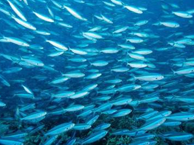 Ε.Ε.: Αυστηρές κυρώσεις για τη μη βιώσιμη αλιεία