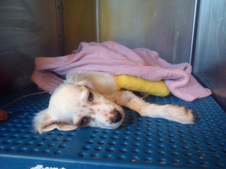 Κανονισμοί για τη μεταφορά των κυνηγετικών σκύλων στα πλοία