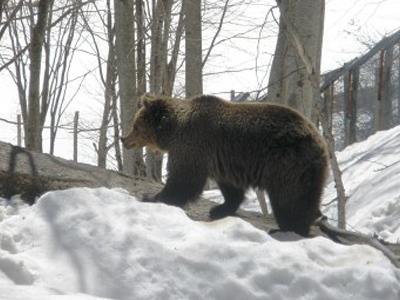 Ήρθε η άνοιξη, ξύπνησαν οι αρκούδες!