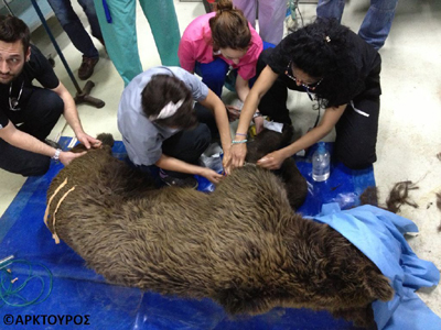 Ευθανασία για αρκούδα που χτυπήθηκε από ΙΧ