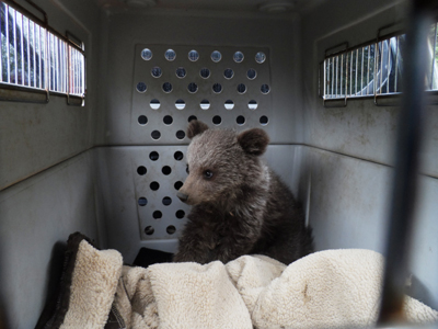 Ο Αρκτούρος θα φροντίσει ορφανό αρκουδάκι