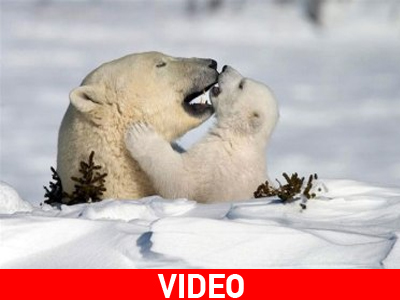 Πολική αρκούδα βοηθά το μωρό της να ανέβει στον πάγο