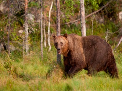 Οδηγός απέφυγε το ελάφι αλλά… έπεσε στην αρκούδα!