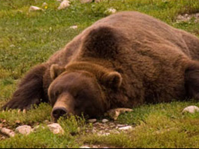 Αργούν να πέσουν σε χειμερία νάρκη οι αρκούδες λόγω… καλοκαιρίας