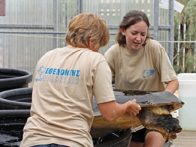 Εκατοντάδες εθελοντές ρίχνονται στη «μάχη» της διάσωσης της χελώνας