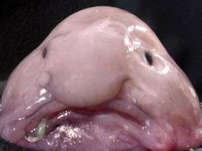 Αυτό είναι το ασχημότερο πλάσμα του πλανήτη!