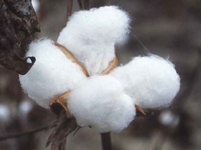 Μαγνησία: Καταστράφηκαν τα βαμβάκια από τις βροχές