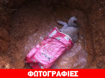 Σάλος με τη μαζική θανάτωση ζώων στη Βαρυμπόμπη