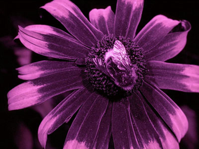 Πώς βλέπουν οι μέλισσες τον κόσμο μας;