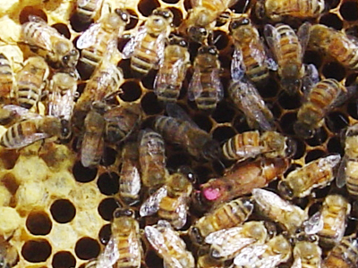 Έκλεισε αυτοκινητόδρομος λόγω απόδρασης μελισσών!