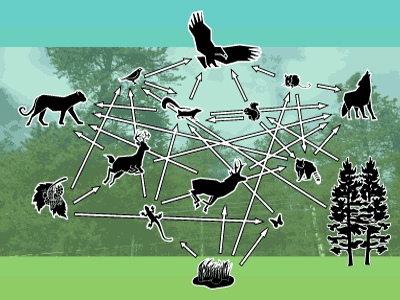 Στα 8,7 εκατομμύρια ανέρχονται τα είδη του πλανήτη μας