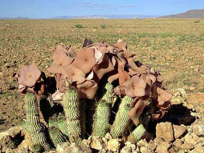 Βιοπειρατία, μια αξεπέραστη απειλή για φύση και ιθαγενείς