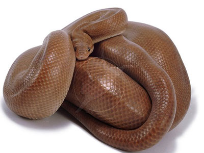 Τον έπιασαν με 100 βόες στη βαλίτσα του!