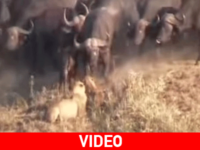 Άγρια μάχη λιονταριών, βούβαλων και κροκόδειλου με νικητή…