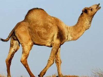 Αυστραλία: Σφαγιάζουν τις καμήλες για να μειώσουν τον πληθυσμό τους