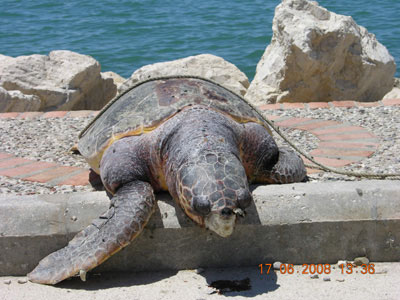 Η Βιοποικιλότητα στο Διεθνή Αερολιμένα Αθηνών