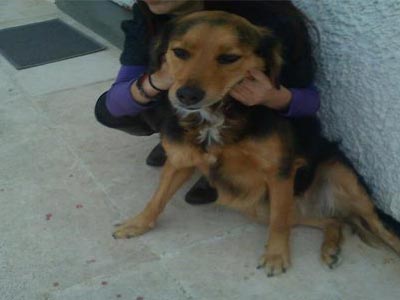 Υιοθετήστε τον πανέμορφο Carlos που βρέθηκε στη Γλυφάδα