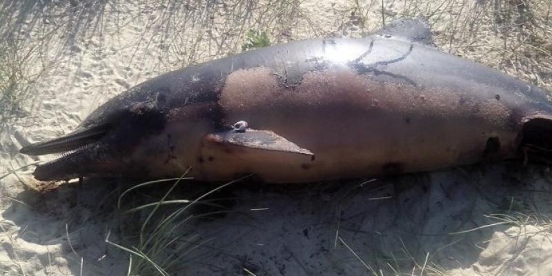 Νεκρό βρέθηκε δελφίνι στην παραλία των Αμμόλοφων Καβάλας