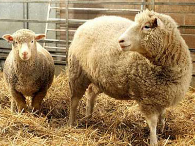 Όχι αλλά με… προϋποθέσεις της ΕΕ για τα κλωνοποιημένα ζώα