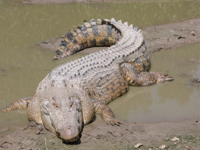 Αναστάτωση στη Γαλλία με κροκόδειλο που τελικά ήταν… κορμός!