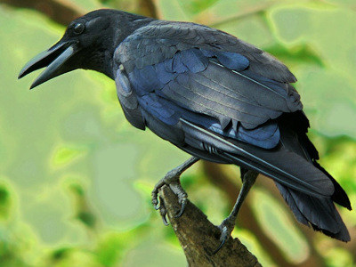 Τα κοράκια ξεχωρίζουν τους ανθρώπους από τη φωνή τους