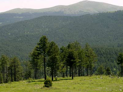 Εξαγγελίες από το ΥΠΕΚΑ για νέα μέτρα δασοπροστασίας