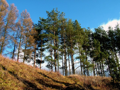 «Όπλο» κατά της κλιματικής αλλαγής η απογραφή των δασών