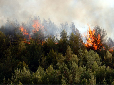 Ημερίδα για την Κλιματική Αλλαγή και τη Δασοπροστασία