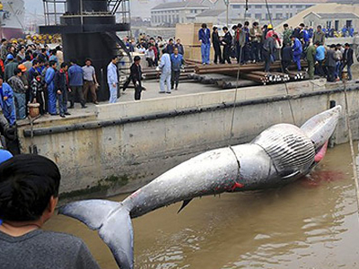 Αυστηρότερη νομοθεσία κατά της φαλαινοθηρίας από τη Ν. Κορέα
